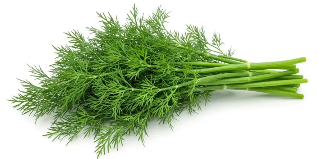 Sprigs of fresh dill